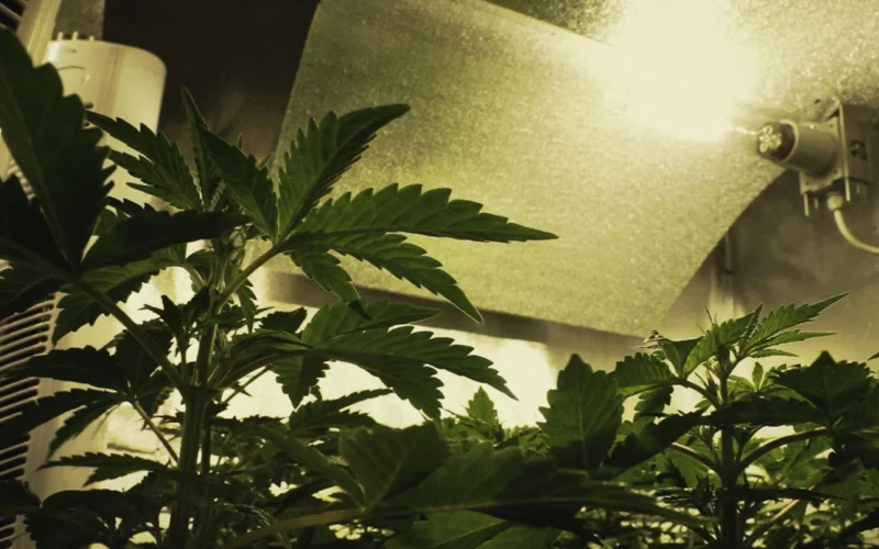 Do grow rooms need to be air tight?